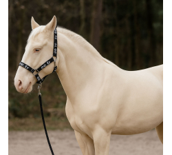 Halfter + Longe EE Club