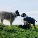 Couverture pour chien Equithème - TYREX 600D