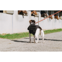 Couverture pour chien EQUITHÈME - Softshell