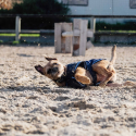 Chemise polaire pour chien Riding World