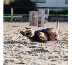 Chemise polaire pour chien Riding World