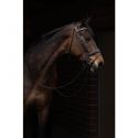 Trense -Arezzo- Lauria Garrelli