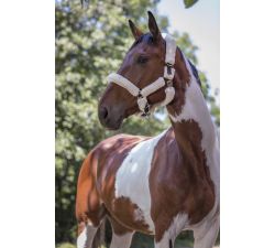 Licol Norton Full mouton