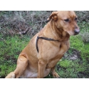 Hundegeschirr aus Leder chic dog DMH Equitation