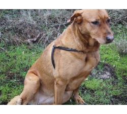 harnais-pour-chien-cuir-chic-dog-dmh-equitation