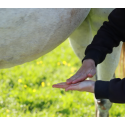 Lotion trouble digestif pour cheval