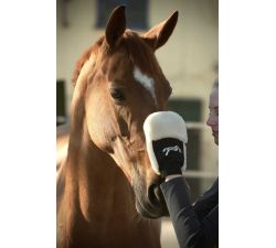 PENELOPE Putzhandschuh