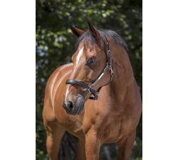 Licol cuir NORTON PRO - Grooming