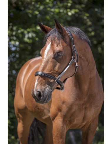 Licol cuir NORTON PRO - Grooming