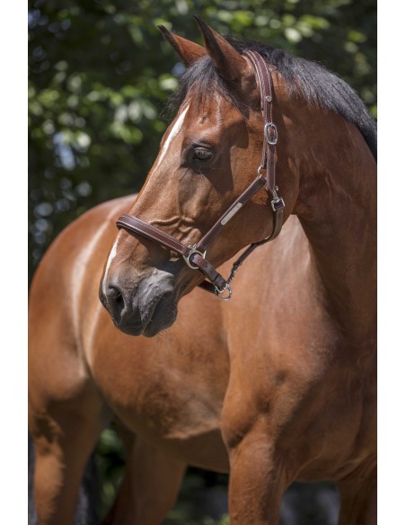Licol cuir NORTON PRO - Grooming