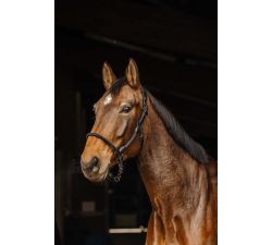 NORTON Leder/Seil-Halfter