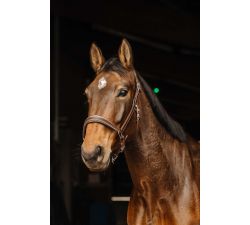 Licol cuir NORTON PRO - Rock