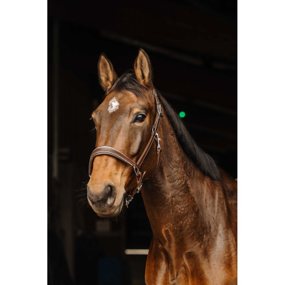 Lederhalfter NORTON PRO - Rock