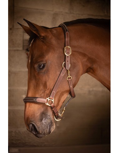 Licol cuir 3 mousquetons - PADDOCK