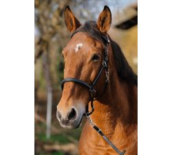 Bridon/Licol NORTON - TRAINING