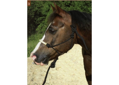Licol Ethologique muserolle renforcé en cuir rawhide + longe assortie