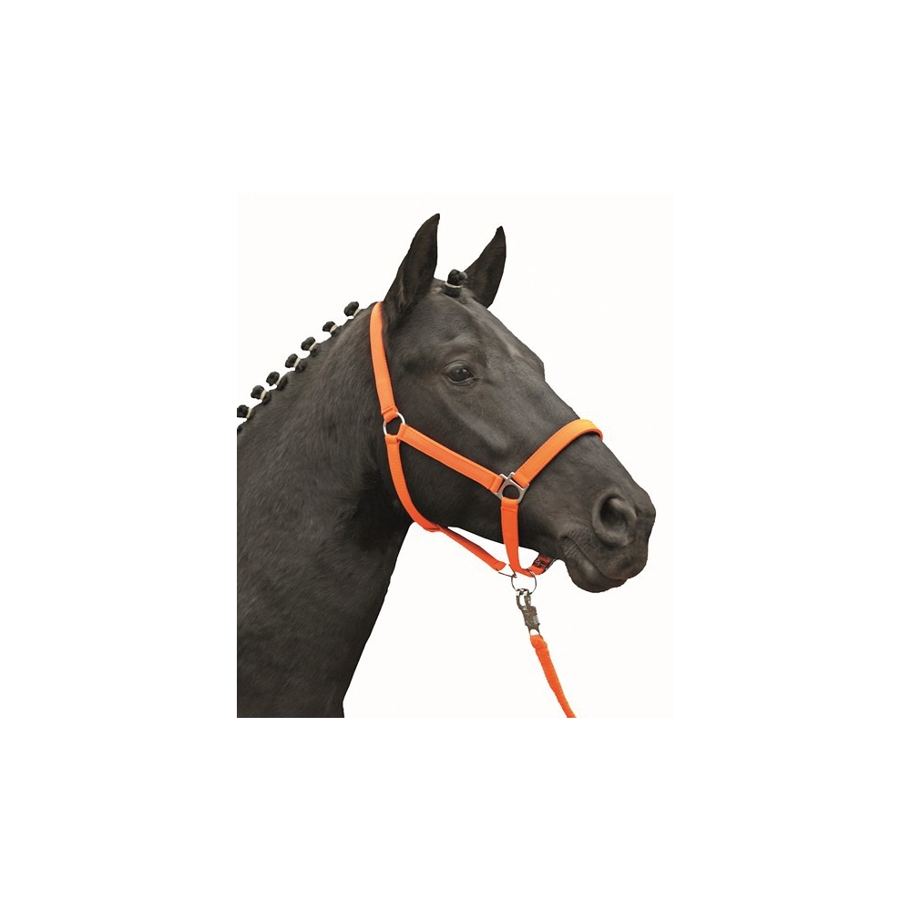 Licol cheval fluo HKM jaune orange vert bleu shetland au trait