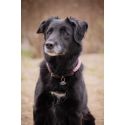 Collier pour chien PENELOPE Billie