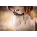 Collier pour chien PENELOPE Billie