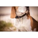 PENELOPE Collar para perro Billie