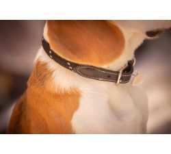 Collier pour chien PENELOPE Billie