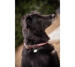 PENELOPE Collar para perro Billie