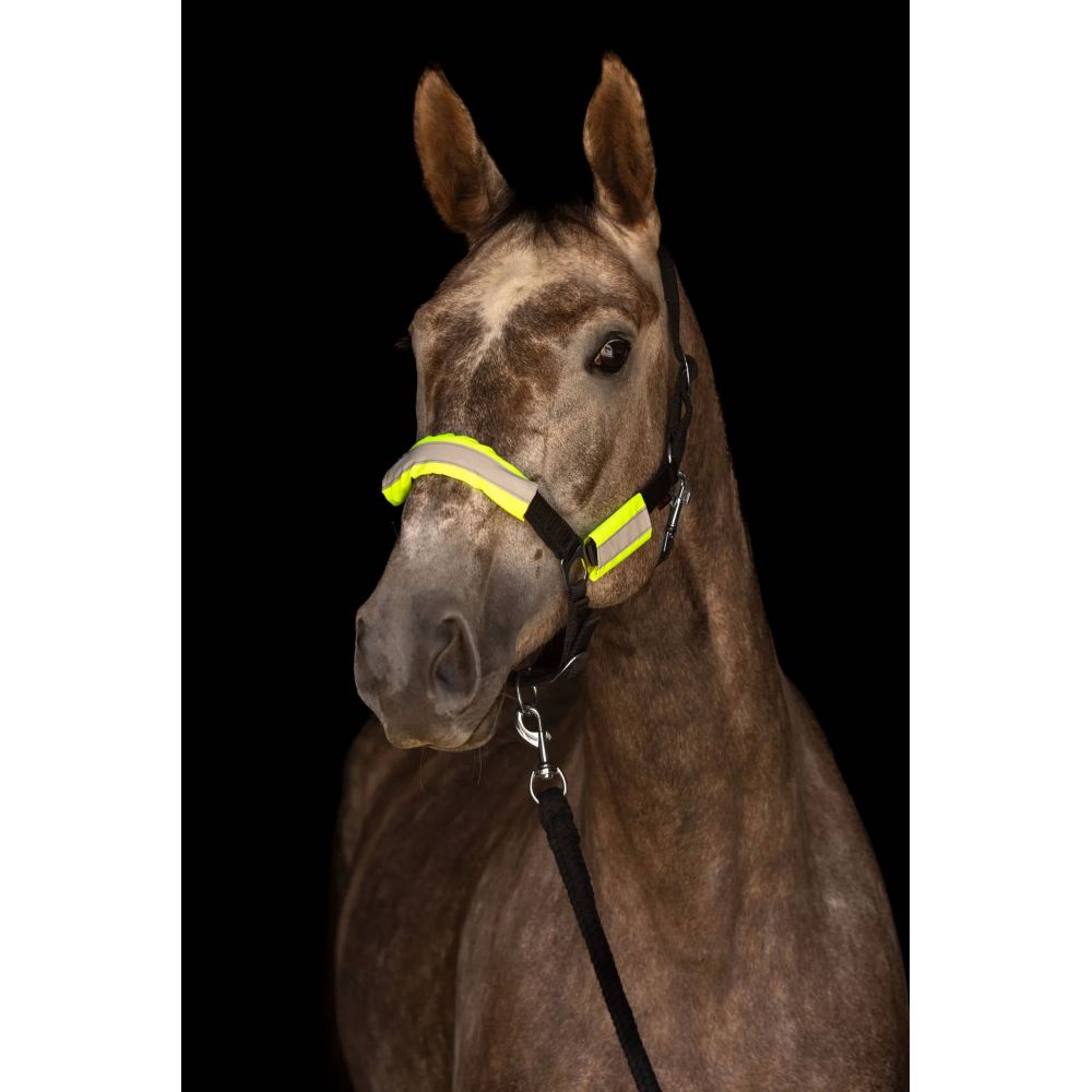 Kit de sécurité bridon ou licol réfléchis