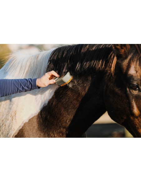 Étrille avec manche HIPPOTONIC - Vapeur