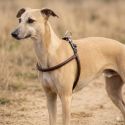 Luxuriöses Ledergeschirr für Hunde DMH