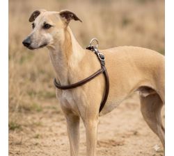 Luxuriöses Ledergeschirr für Hunde DMH