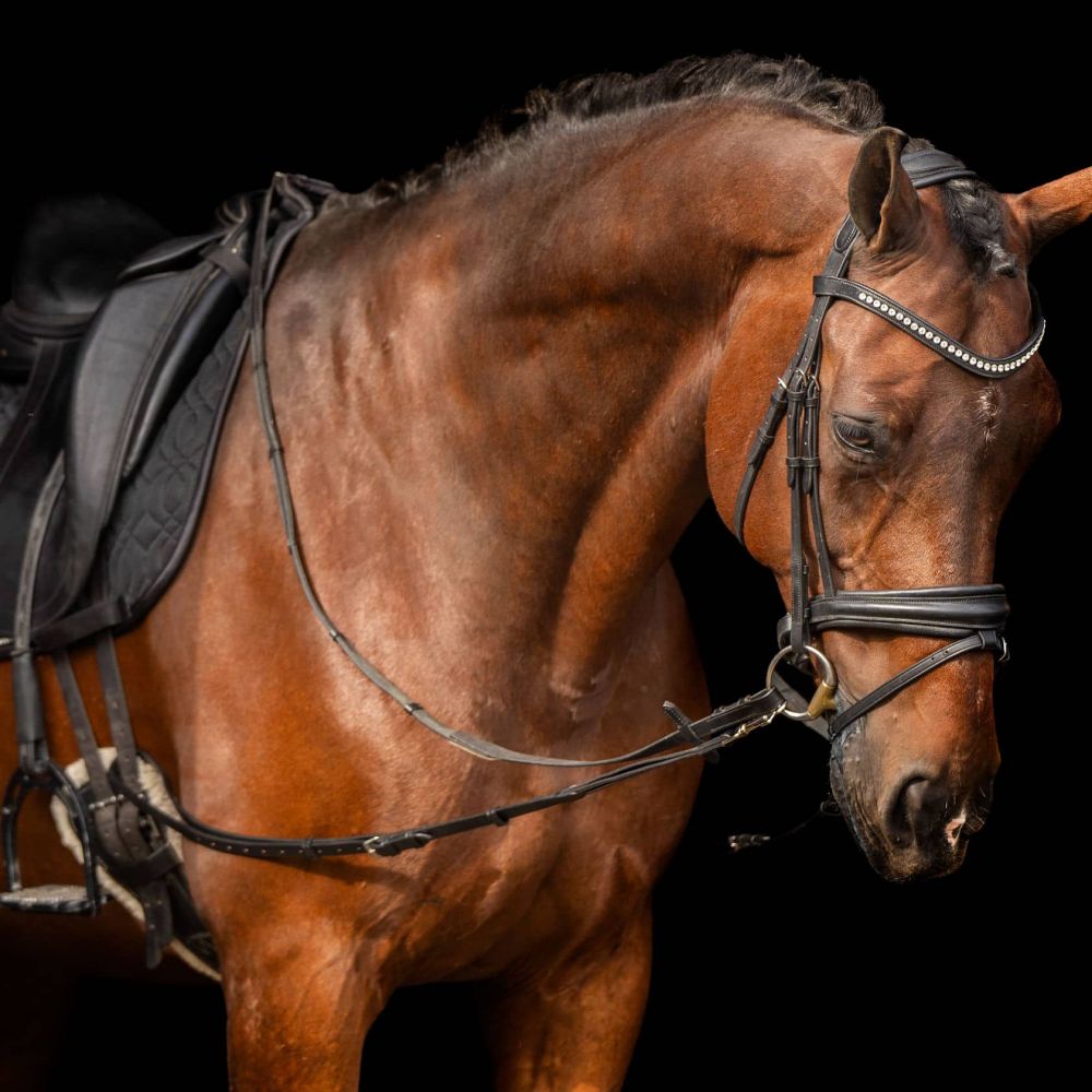 Rênes fixes Enrênement élastique