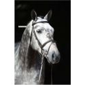 bridon-club-qualite-standard
