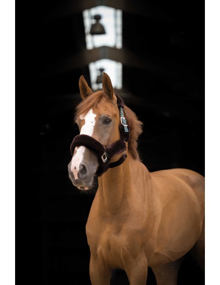 Licol EQUITHÈME Teddy