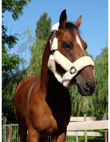 Licol EQUITHÈME Teddy