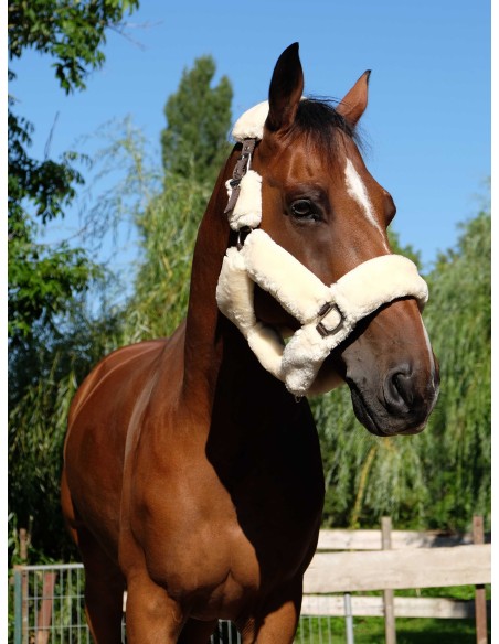 Licol EQUITHÈME Teddy