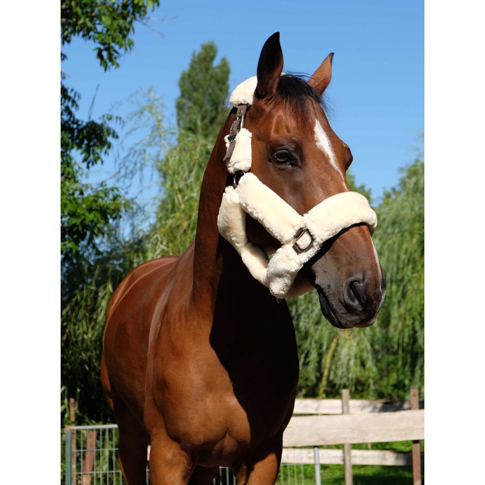 Halfter EQUITHÈME Teddy