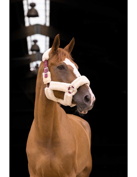 Licol EQUITHÈME Teddy