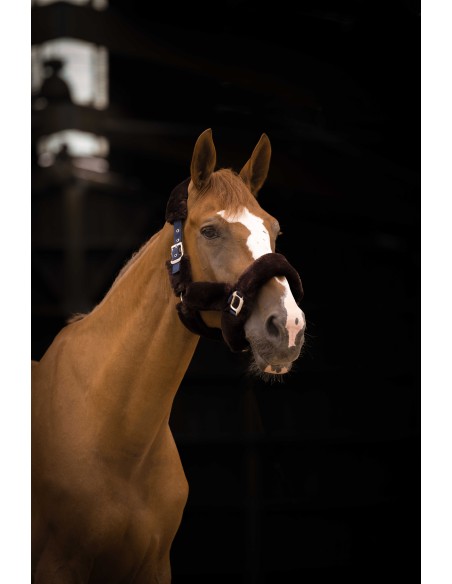 Halfter EQUITHÈME Teddy