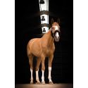 Halfter EQUITHÈME Teddy