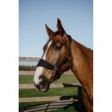 Licol EQUITHÈME – Breeze