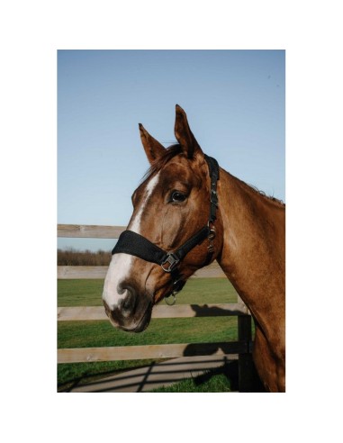 Licol EQUITHÈME – Breeze