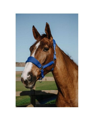 Licol EQUITHÈME – Breeze