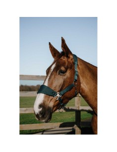 Licol EQUITHÈME – Breeze 2
