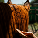 Huile nourrissante robe Cheval Cura Naturale
