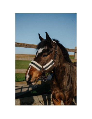 Licol NORTON - Comfy