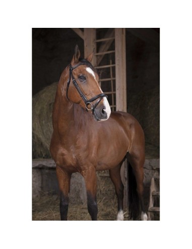 Bridon NORTON PRO - Fin