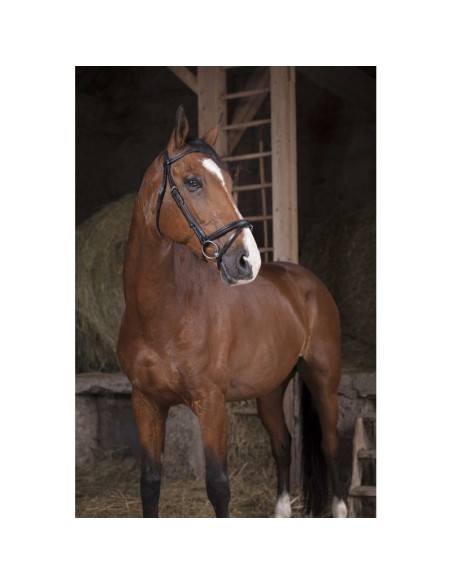 Bridon NORTON PRO - Fin