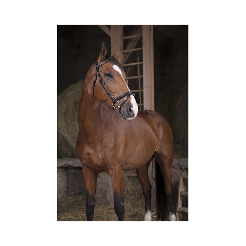 Bridon NORTON PRO - Fin