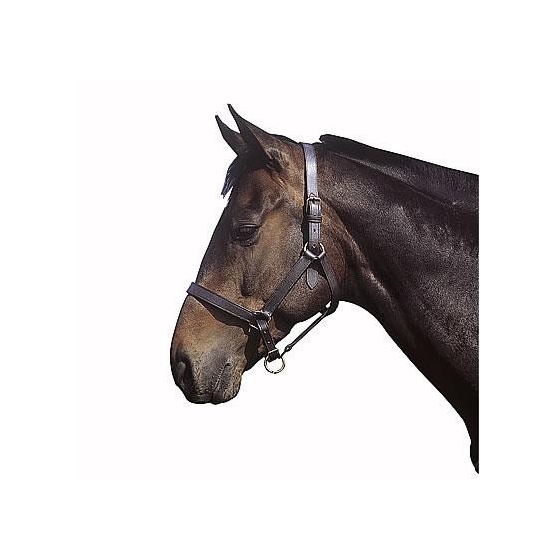 Mustang String Martingale livraison gratuite