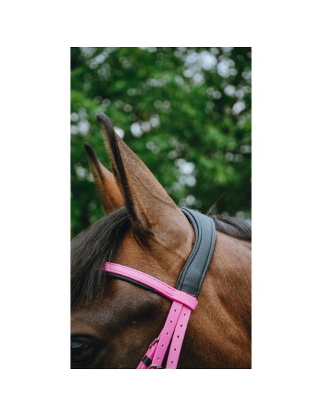 Bridon endurance NORTON Pop